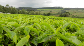 Tea Plantation Photo Free
