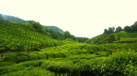 Tea Plantation Photo#1