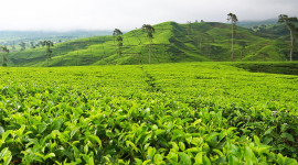 Tea Plantation Picture Download