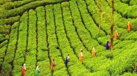 Tea Plantation Wallpaper