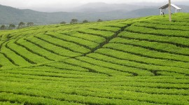 Tea Plantation Wallpaper Download