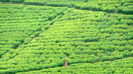 Tea Plantation Wallpaper For Desktop