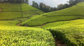 Tea Plantation Wallpaper Free