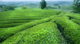 Tea Plantation Wallpaper Full HD