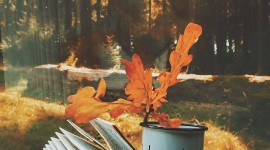 The Autumn Leaf Book For Android
