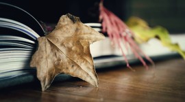 The Autumn Leaf Book Wallpaper Free