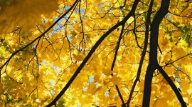 Yellow Maple Desktop Wallpaper