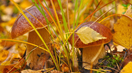 4K Autumn Mushrooms Desktop Wallpaper