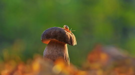 4K Autumn Mushrooms Desktop Wallpaper HD