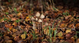 4K Autumn Mushrooms Image Download