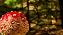 4K Autumn Mushrooms Wallpaper For IPhone