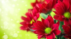 4K Chrysanthemum Image Download