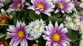 4K Chrysanthemum Photo
