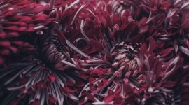 4K Chrysanthemum Wallpaper