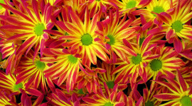 4K Chrysanthemum Wallpaper Download
