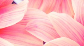 4K Chrysanthemum Wallpaper For Android
