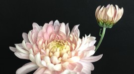 4K Chrysanthemum Wallpaper For IPhone