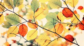 4K Colorful Autumn Image Download