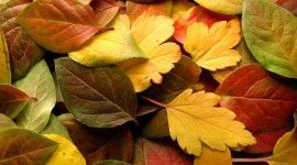 4K Colorful Autumn Wallpaper Gallery