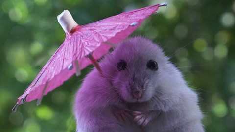 Animal With Umbrella wallpapers high quality