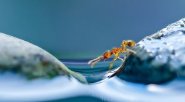 Ant On Water Drop For Desktop