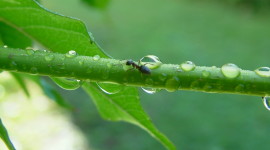 Ant On Water Drop Image