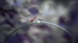 Ant On Water Drop Photo