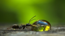 Ant On Water Drop Photo Download