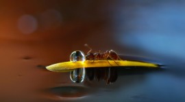 Ant On Water Drop Photo Free