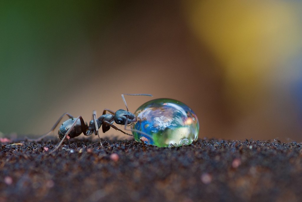 Ant On Water Drop wallpapers HD