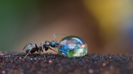 Ant On Water Drop Wallpaper