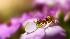 Ant On Water Drop Wallpaper Free
