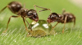 Ant On Water Drop Wallpaper Full HD