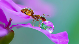 Ant On Water Drop Wallpaper Gallery