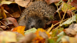 Autumn Hedgehog Desktop Wallpaper HD