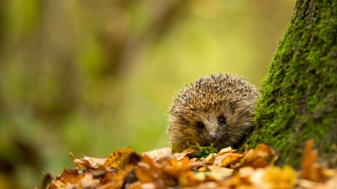 Autumn Hedgehog wallpapers high quality