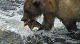 Bear Catching Fish Photo