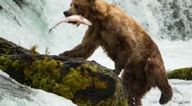 Bear Catching Fish Photo Download