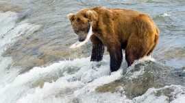 Bear Catching Fish Photo#1