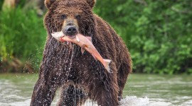 Bear Catching Fish Photo#2