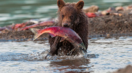 Bear Catching Fish Picture Download