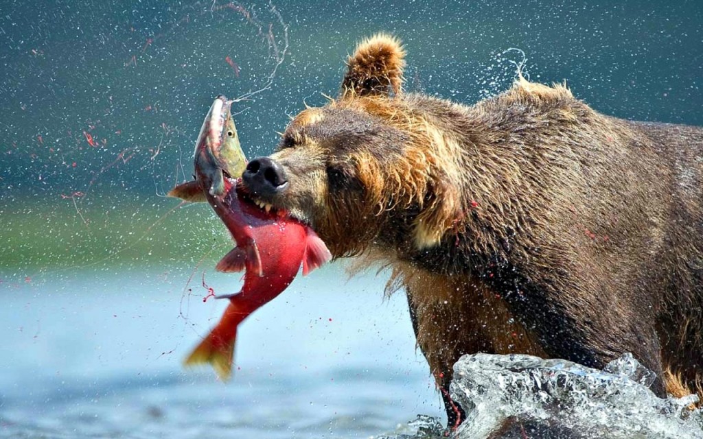 Bear Catching Fish wallpapers HD