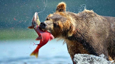 Bear Catching Fish wallpapers high quality