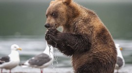 Bear Catching Fish Wallpaper For IPhone