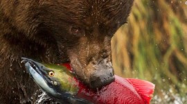 Bear Catching Fish Wallpaper For Mobile