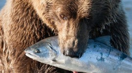 Bear Catching Fish Wallpaper For Mobile#1