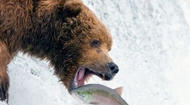 Bear Catching Fish Wallpaper For Mobile#2