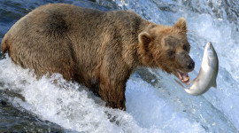 Bear Catching Fish Wallpaper For PC