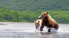 Bear Catching Fish Wallpaper Gallery