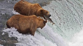 Bear Catching Fish Wallpaper HQ